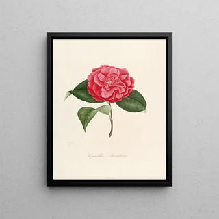 Lorenzo Berlse - Iconographie du genre Camellia Pl001.webp
