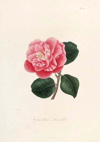 Iconographie du genre Camellia Pl002 - Lorenzo Bartolini — artwork view