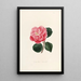 Iconographie du genre Camellia Pl002 - Lorenzo Bartolini — framed artwork on a wall