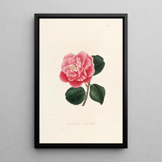 Iconographie du genre Camellia Pl002 - Lorenzo Bartolini — framed artwork on a wall