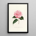 Iconography of the Camellia Genre Pl003 - Lorenzo Bartolini — framed artwork on a wall
