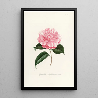 Iconography of the Camellia Genre Pl003 - Lorenzo Bartolini — framed artwork on a wall