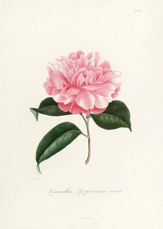 Iconography of the Camellia Genre Pl003 - Lorenzo Bartolini — artwork view