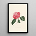 Iconography of the Camellia Genre Pl004 - Lorenzo Bartolini — framed artwork on a wall