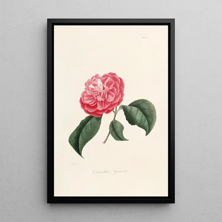 Iconography of the Camellia Genre Pl004 - Lorenzo Bartolini — framed artwork on a wall