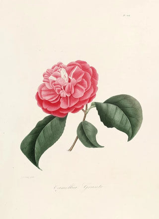 Iconography of the Camellia Genre Pl004 - Lorenzo Bartolini — artwork view