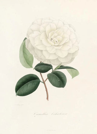 Iconography of the Camellia Genre Pl005 - Lorenzo Bartolini — artwork view