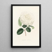 Iconography of the Camellia Genre Pl005 - Lorenzo Bartolini — framed artwork on a wall