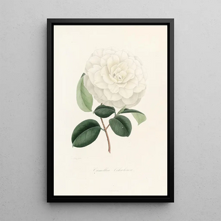 Iconography of the Camellia Genre Pl005 - Lorenzo Bartolini — framed artwork on a wall