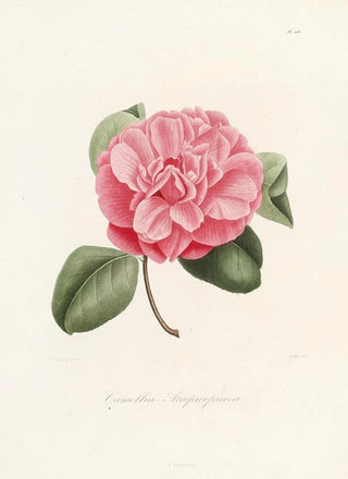 Iconographie du genre Camellia Pl006 - Lorenzo Bartolini — artwork view