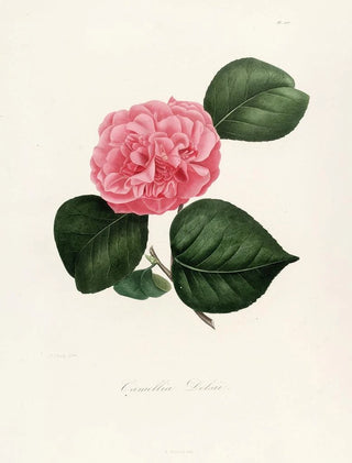Lorenzo Berlse - Iconographie du genre Camellia Pl007.webp