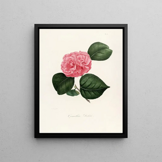 Lorenzo Berlse - Iconographie du genre Camellia Pl007.webp