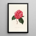 Iconography of the Camellia Genre Pl008 - Lorenzo Bartolini — framed artwork on a wall