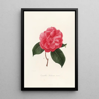 Iconography of the Camellia Genre Pl008 - Lorenzo Bartolini — framed artwork on a wall
