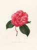 Iconography of the Camellia Genre Pl008 - Lorenzo Bartolini — artwork view