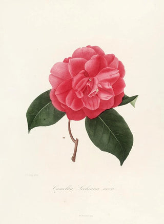 Iconography of the Camellia Genre Pl008 - Lorenzo Bartolini — artwork view