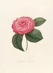 Iconographie du genre Camellia Pl009 - Lorenzo Bartolini — artwork view