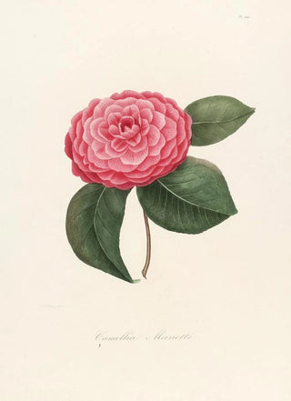 Iconographie du genre Camellia Pl009 - Lorenzo Bartolini — artwork view