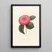 Iconographie du genre Camellia Pl009 - Lorenzo Bartolini — framed artwork on a wall