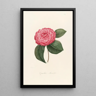 Iconographie du genre Camellia Pl009 - Lorenzo Bartolini — framed artwork on a wall
