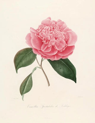 Lorenzo Berlse - Iconographie du genre Camellia Pl010.webp