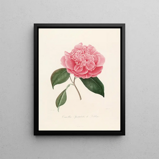 Lorenzo Berlse - Iconographie du genre Camellia Pl010.webp