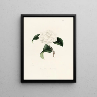 Lorenzo Berlse - Iconographie du genre Camellia Pl011.webp