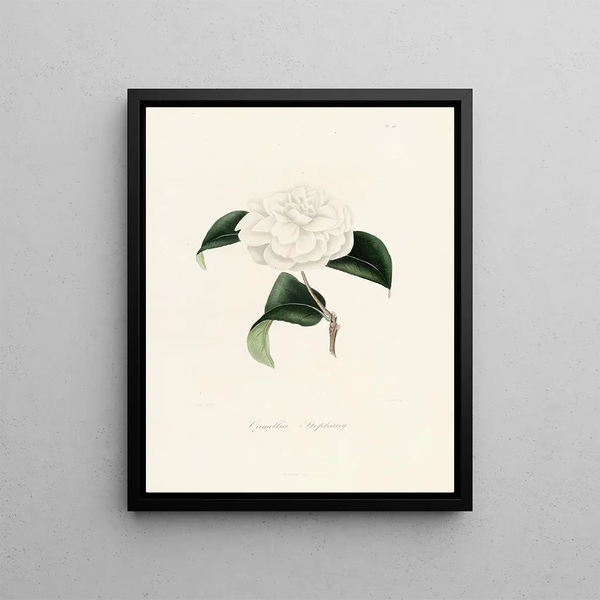 Iconography of the Camellia Genre Pl011 - Lorenzo Bartolini — framed artwork on a wall