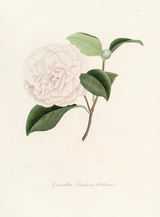 Lorenzo Berlse - Iconographie du genre Camellia Pl012.webp