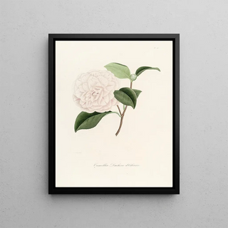 Lorenzo Berlse - Iconographie du genre Camellia Pl012.webp
