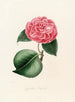 Iconography of the Camellia Genre Pl013 - Lorenzo Bartolini — artwork view