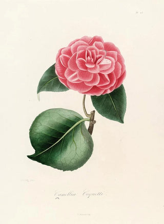 Iconography of the Camellia Genre Pl013 - Lorenzo Bartolini — artwork view