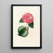 Iconography of the Camellia Genre Pl013 - Lorenzo Bartolini — framed artwork on a wall