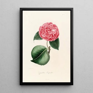 Iconography of the Camellia Genre Pl013 - Lorenzo Bartolini — framed artwork on a wall