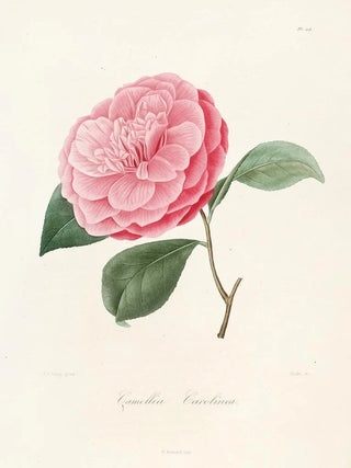 Lorenzo Berlse - Iconographie du genre Camellia Pl014.webp