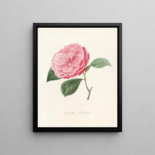 Lorenzo Berlse - Iconographie du genre Camellia Pl014.webp