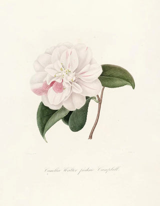 Lorenzo Berlse - Iconographie du genre Camellia Pl015.webp