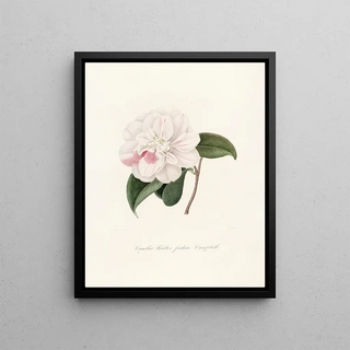 Lorenzo Berlse - Iconographie du genre Camellia Pl015.webp