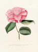 Iconography of the Camellia Genre Pl016 - Lorenzo Bartolini — artwork view