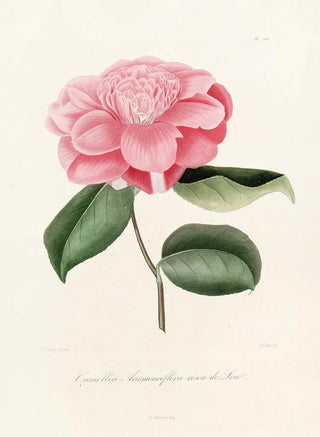 Iconography of the Camellia Genre Pl016 - Lorenzo Bartolini — artwork view