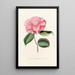 Iconography of the Camellia Genre Pl016 - Lorenzo Bartolini — framed artwork on a wall