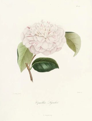 Lorenzo Berlse - Iconographie du genre Camellia Pl017.webp