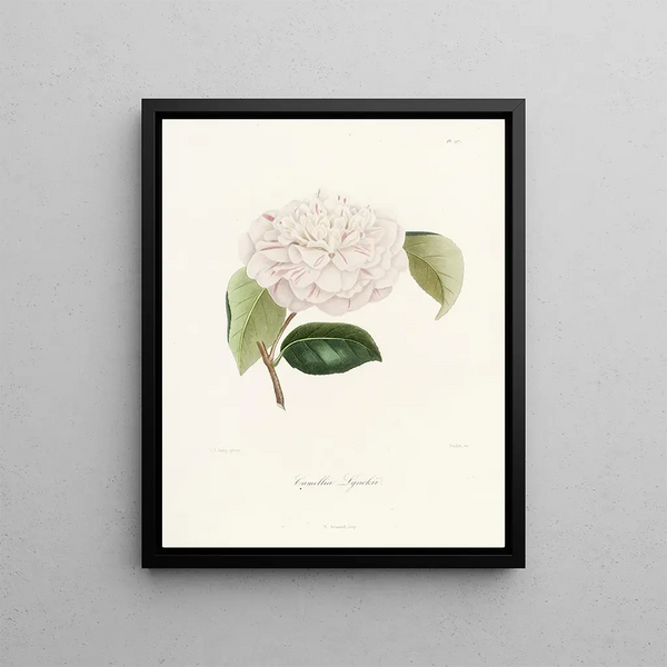 Iconographie du genre Camellia Pl017 - Lorenzo Bartolini — framed artwork on a wall