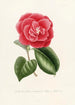Iconography of the Camellia Genre Pl018 - Lorenzo Bartolini — artwork view