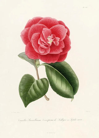 Iconography of the Camellia Genre Pl018 - Lorenzo Bartolini — artwork view