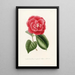 Iconography of the Camellia Genre Pl018 - Lorenzo Bartolini — framed artwork on a wall