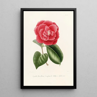 Iconography of the Camellia Genre Pl018 - Lorenzo Bartolini — framed artwork on a wall