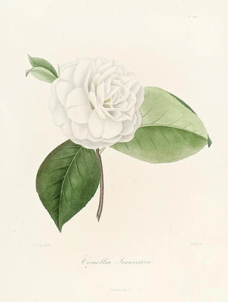 Lorenzo Berlse - Iconographie du genre Camellia Pl019.webp