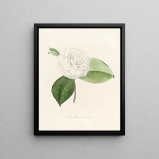 Lorenzo Berlse - Iconographie du genre Camellia Pl019.webp