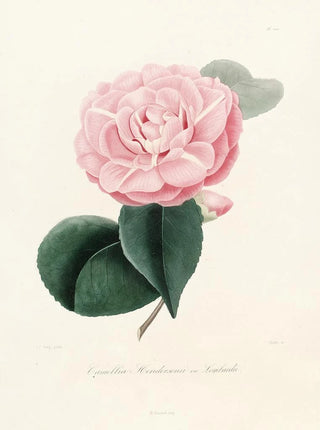 Lorenzo Berlse - Iconographie du genre Camellia Pl020.webp